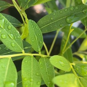 Photo of the plant species California Bay Laurel by @AdeptMint89 named Harry on Greg, the plant care app