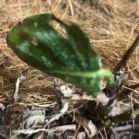 Photo of the plant species Dog Tooth Lily by @AdeptMint89 named Darwin on Greg, the plant care app