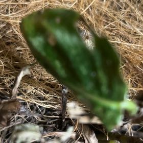 Photo of the plant species Dog Tooth Lily by @AdeptMint89 named Denali on Greg, the plant care app
