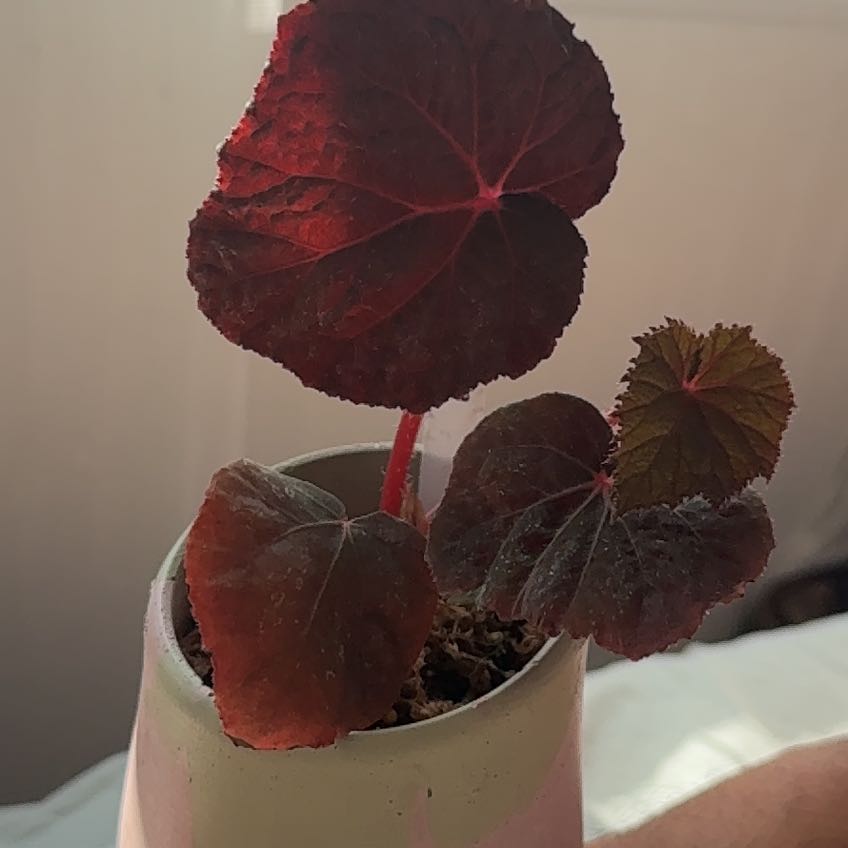 Photo of the plant species Begonia taconite by @KinglyCaraway98 named Huckleberry Fern on Greg, the plant care app