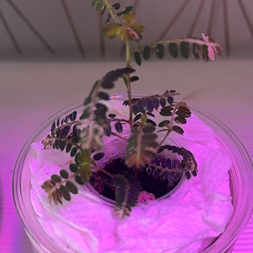 Photo of the plant species Chamber Bitter by @KinglyCaraway98 named Madonna on Greg, the plant care app