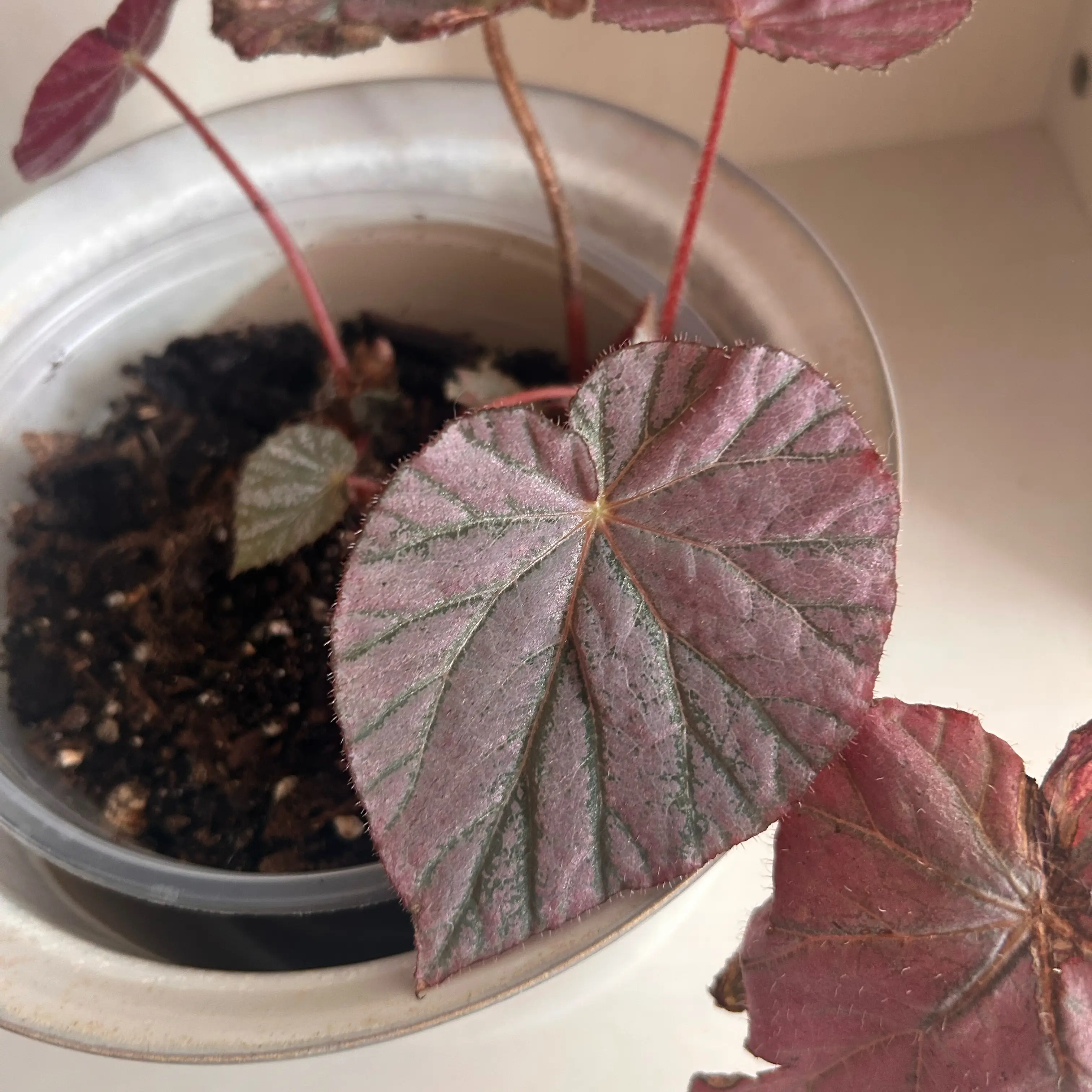 Photo of the plant species Begonia 'Harmony's Stormy Sunset' by @KeyAnisetree85 named Coco on Greg, the plant care app