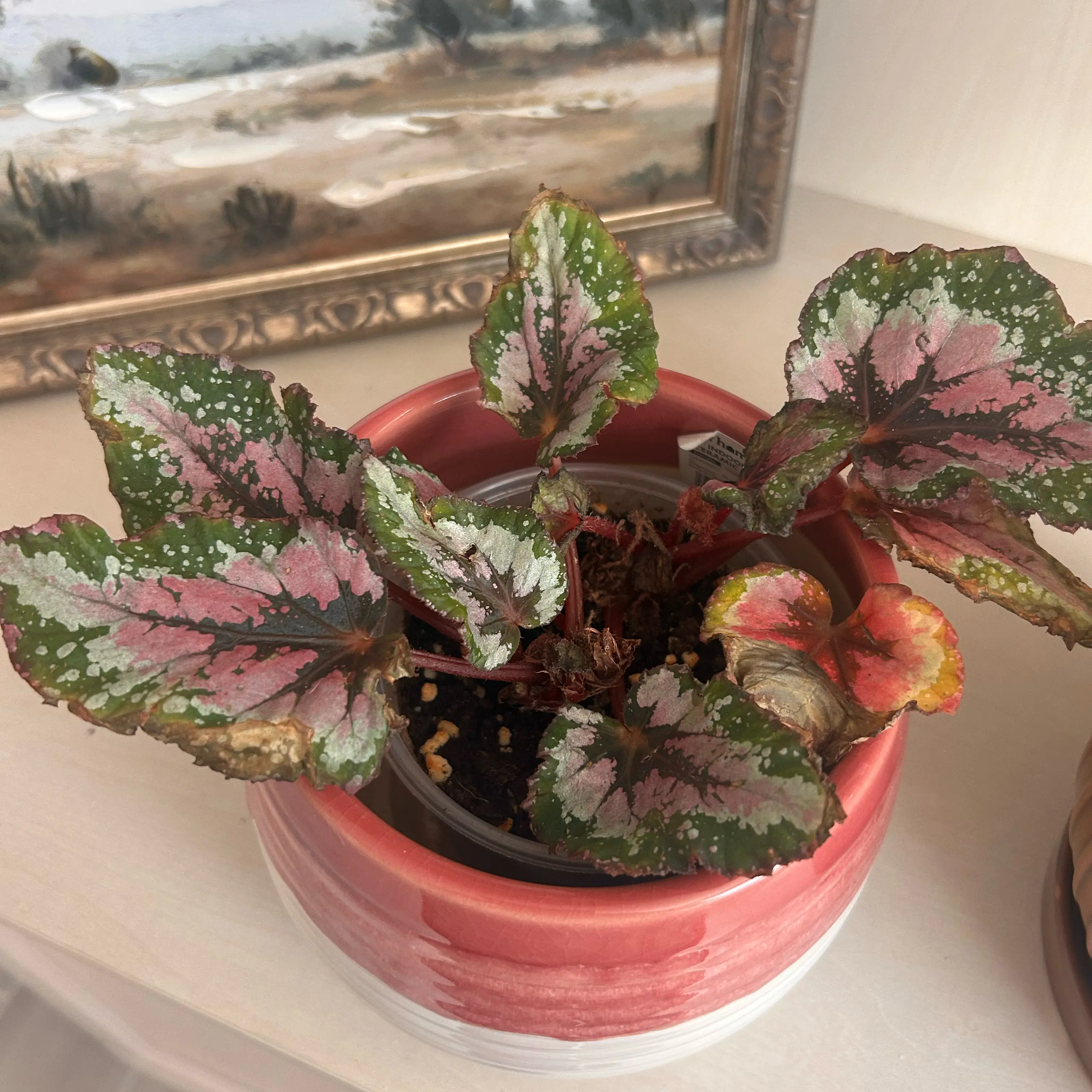 Photo of the plant species Rex Begonia by @KeyAnisetree85 named Lebron on Greg, the plant care app