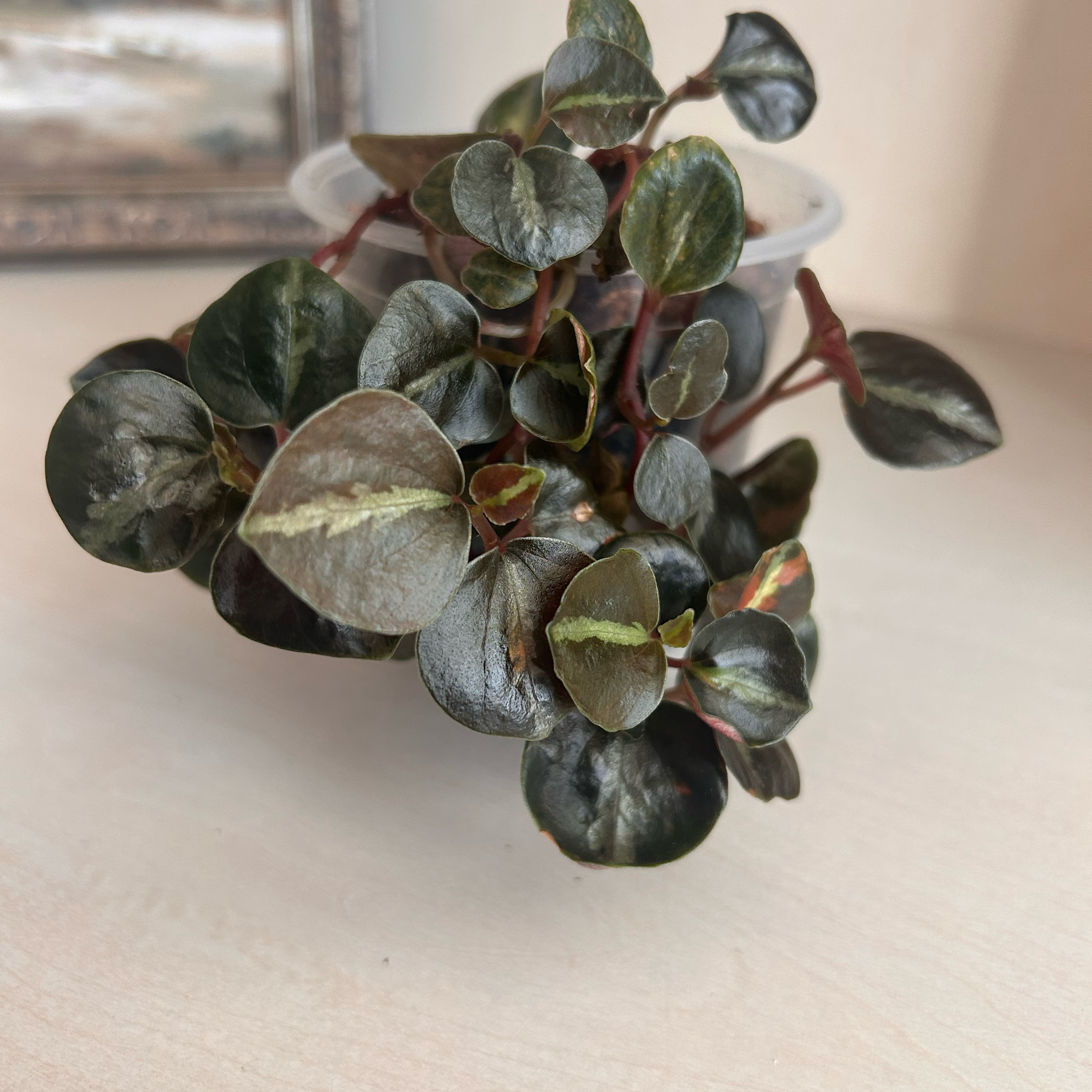 Photo of the plant species Peperomia caperata 'Creme Brulee' by @KeyAnisetree85 named Rosa on Greg, the plant care app