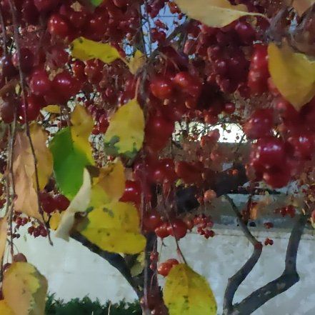 Photo of the plant species Asian Bittersweet by @SirOxlip20 named Bruce Lee on Greg, the plant care app