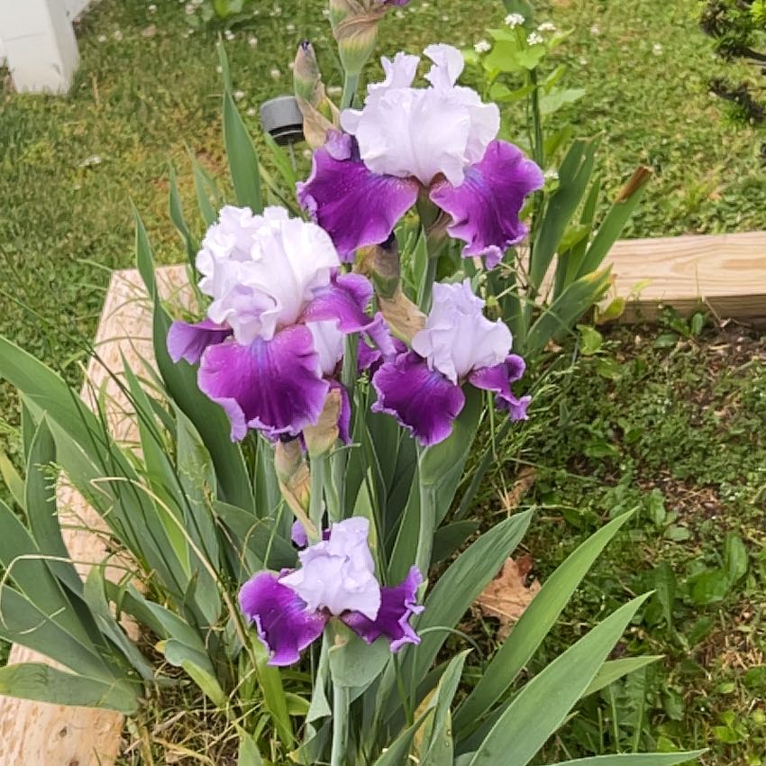 Photo of the plant species Dalmatian Iris by @HipAlula42 named Fernie Mercury on Greg, the plant care app