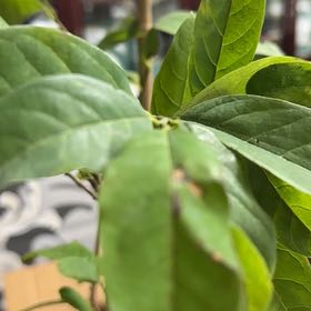 Photo of the plant species Common Buttonbush by @CutePinkruby69 named Harper on Greg, the plant care app