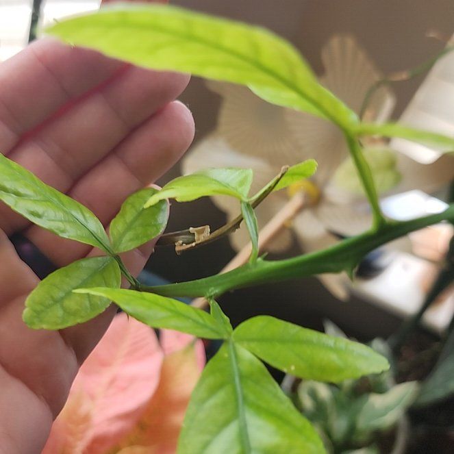 Photo of the plant species Lemon Tree by @DandyPandan61 named Hemingway on Greg, the plant care app