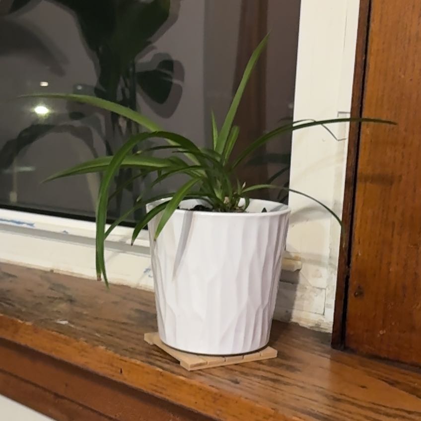 Photo of the plant species Chlorophytum 'Green' by @NurseSeamango38 named Fernie Mercury on Greg, the plant care app