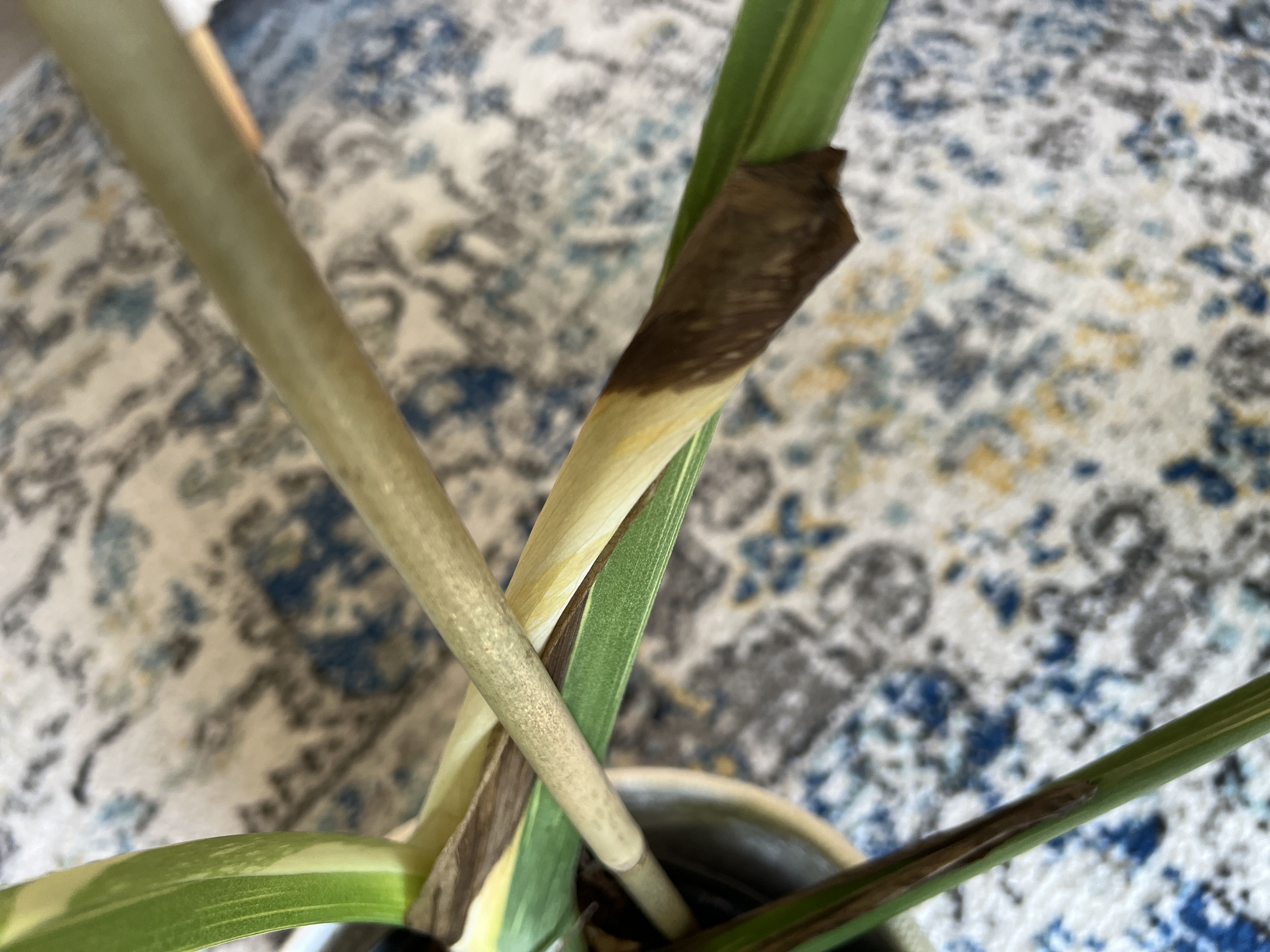 Photo from the post