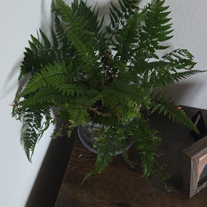 Photo of the plant species Rabbit's Foot by @ChicPepper58 named Messi on Greg, the plant care app