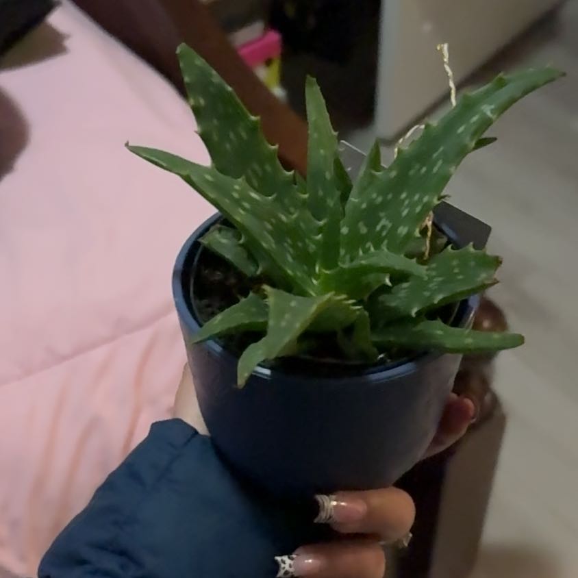 Photo of the plant species Aloe Night Sky by @BossMaylily7 named Shakira on Greg, the plant care app