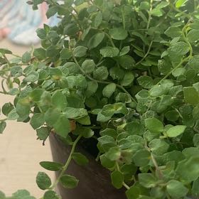 Photo of the plant species Blue Star Creeper by @TopAster81 named Coco on Greg, the plant care app