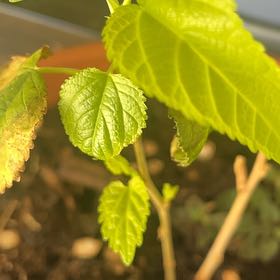 Photo of the plant species Black Mulberry by @TopAster81 named Pax on Greg, the plant care app