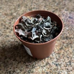 Photo of the plant species Echeveria 'Pink Tips' by @DollZucchini24 named Dax on Greg, the plant care app