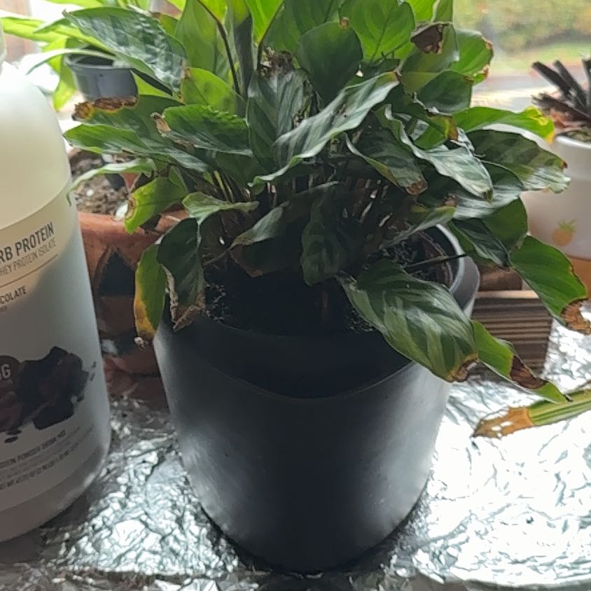 Photo of the plant species Calathea 'Cora' by @DollZucchini24 named Prince on Greg, the plant care app