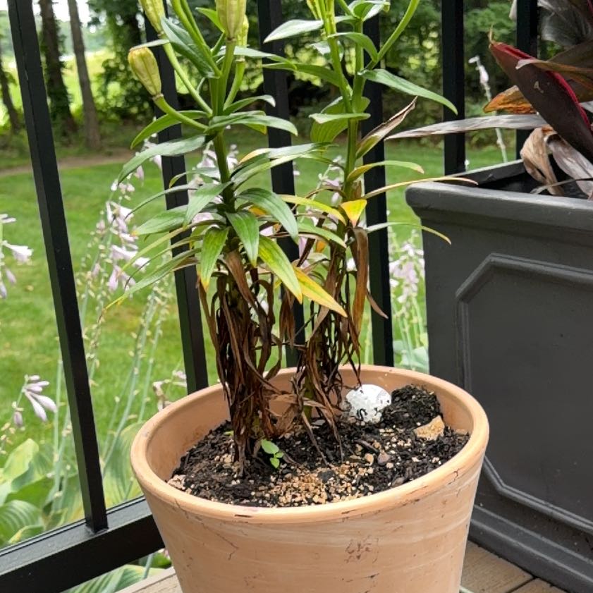Photo of the plant species Easter Lily by @FoxyPlain22 named Madonna on Greg, the plant care app