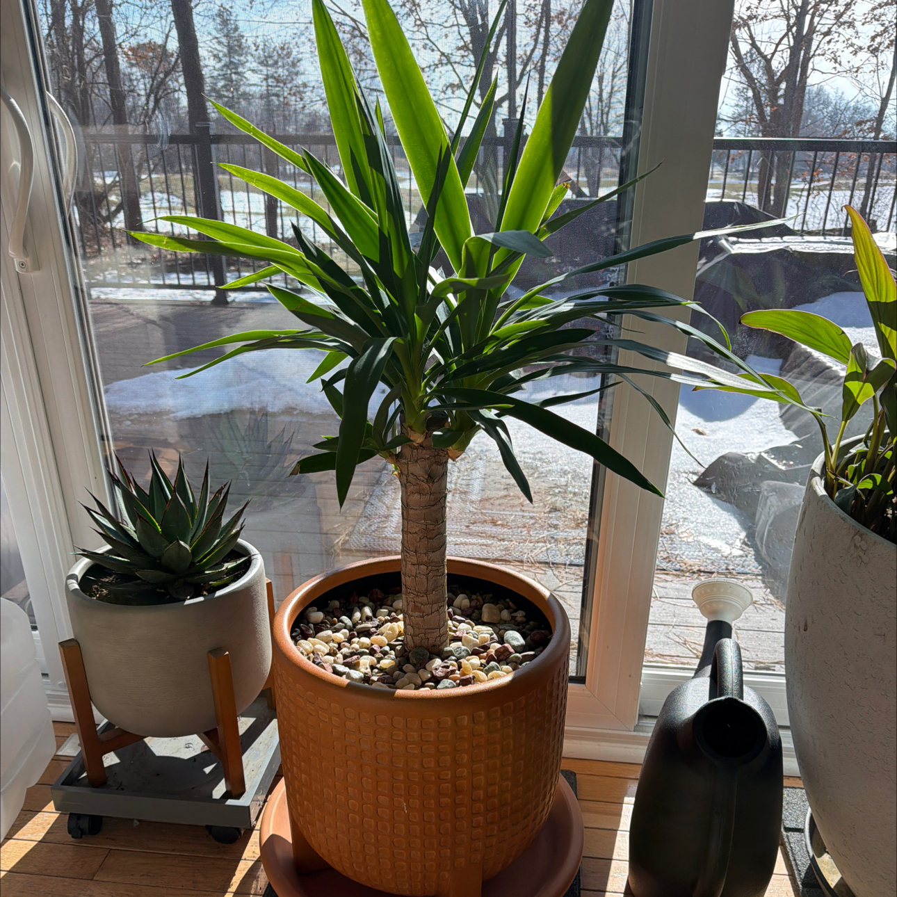 Yucca