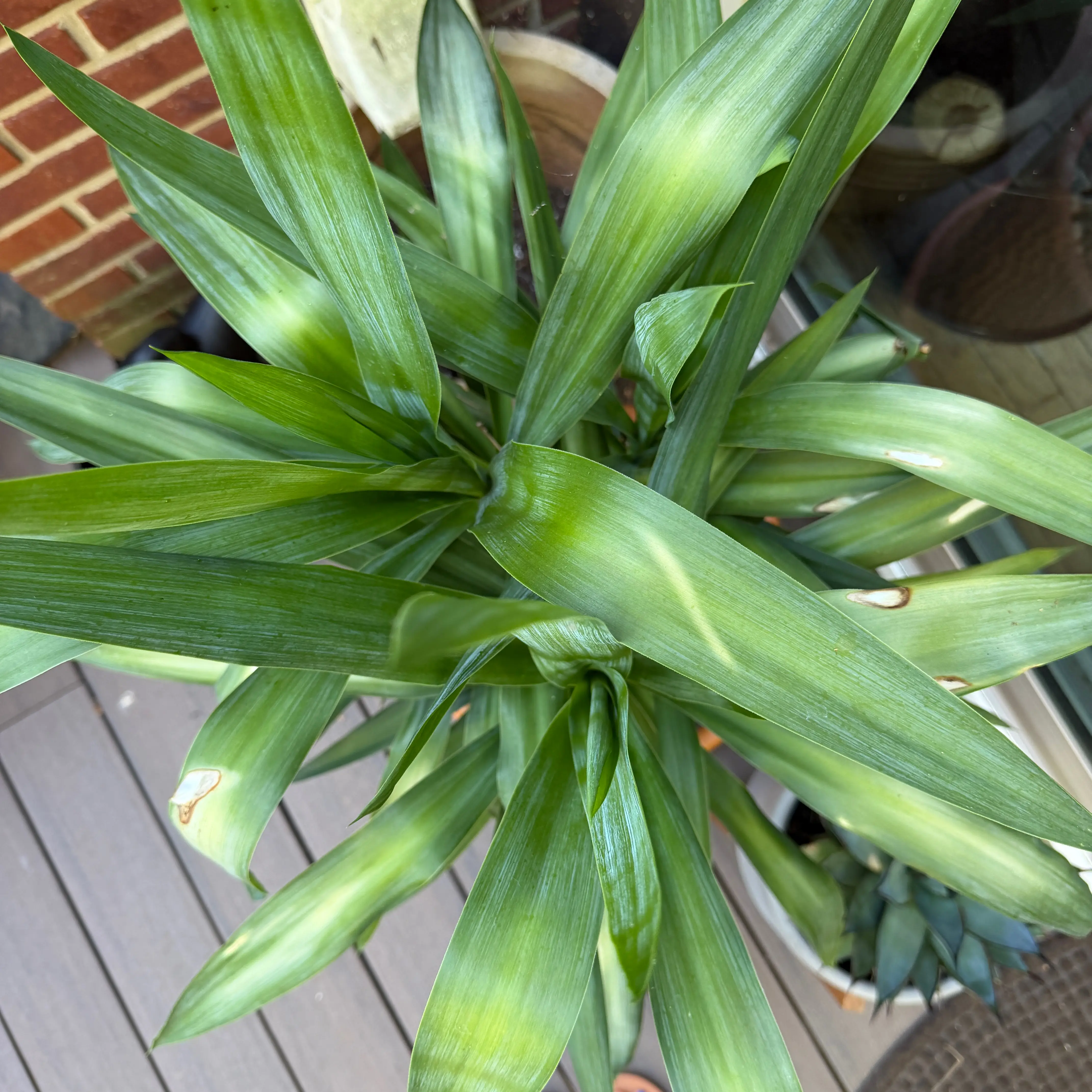 Yucca