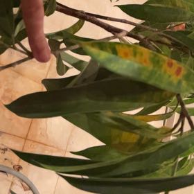 Photo of the plant species Amstel King Fig by @YesDamsii20 named Amstel ficus on Greg, the plant care app