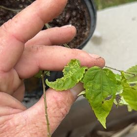 Photo of the plant species Chinese Lantern Plant by @BigCactus7 named McKinley on Greg, the plant care app