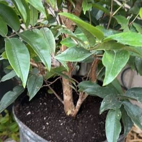 Photo of the plant species Jabuticabeira by @BigCactus7 named Sproutacus on Greg, the plant care app