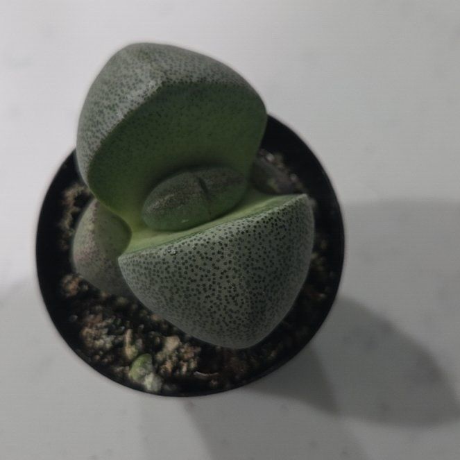 Photo of the plant species Split Rock Plant by @ZarfWildyam58 named Pax on Greg, the plant care app