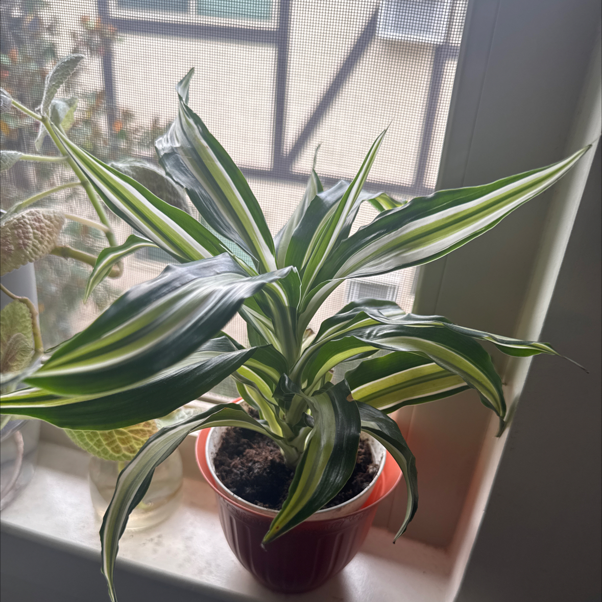 Photo of the plant species Dracaena 'White Bird' by @Peachiichii named Felicia on Greg, the plant care app