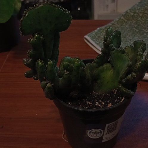 Photo of the plant species Euphorbia leucodendron f. cristata by @PetLoquat4 named Miley on Greg, the plant care app
