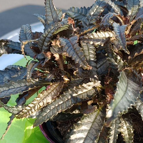 Photo of the plant species Pilea 'Black Mystery' by @PetLoquat4 named Wall-E on Greg, the plant care app
