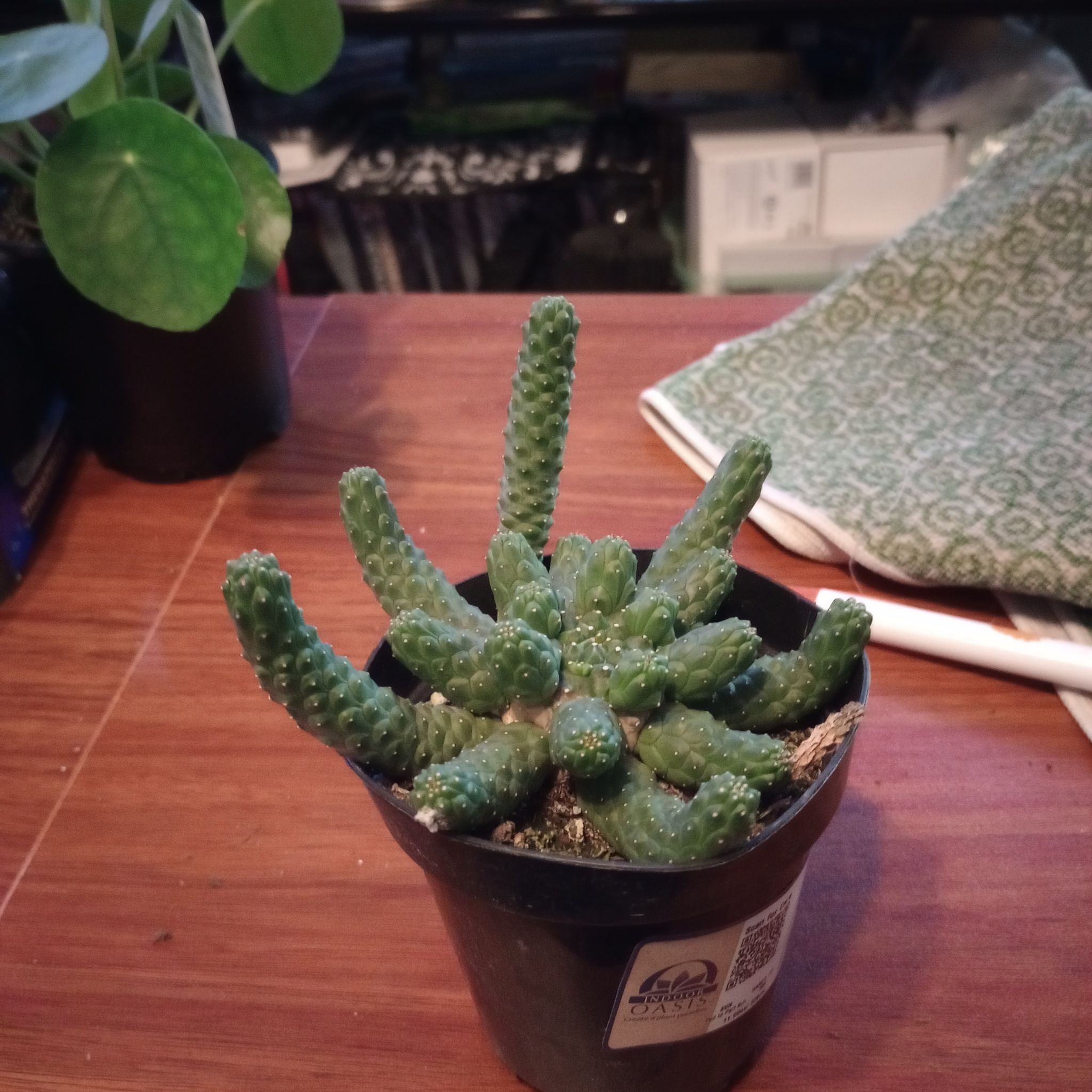 Photo of the plant species Euphorbia inermis by @PetLoquat4 named Xena on Greg, the plant care app