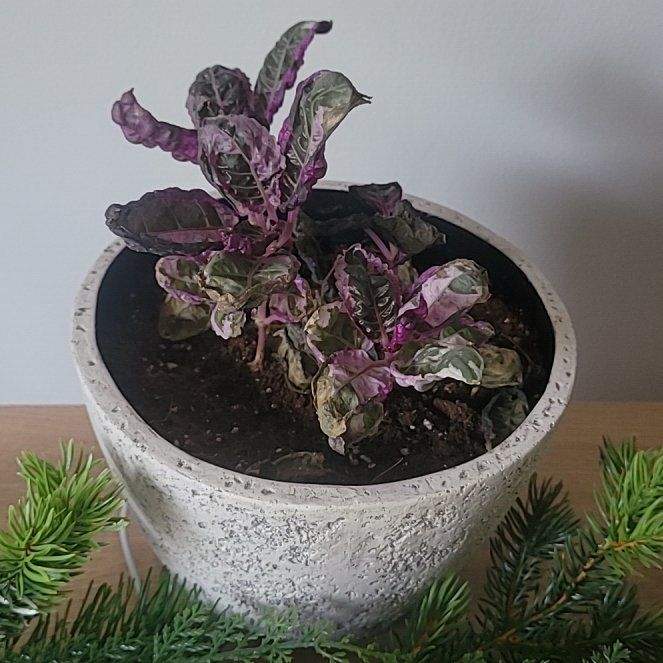 Photo of the plant species Snow White Waffle Plant by @FabSarcodes56 named Nemo on Greg, the plant care app