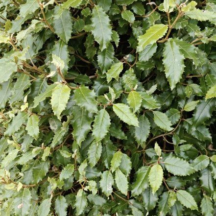 Photo of the plant species Thorny Olive by @CuddlyComet71 named McKinley on Greg, the plant care app