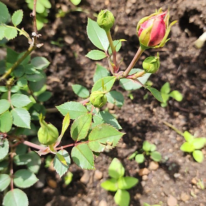 Photo of the plant species Nootka Rose by @FlyingCardoon3 named Nookta Rose Bush Small on Greg, the plant care app