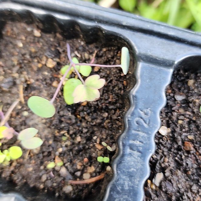 Photo of the plant species McKana's Giant Columbine by @FlyingCardoon3 named Morgan Treeman on Greg, the plant care app