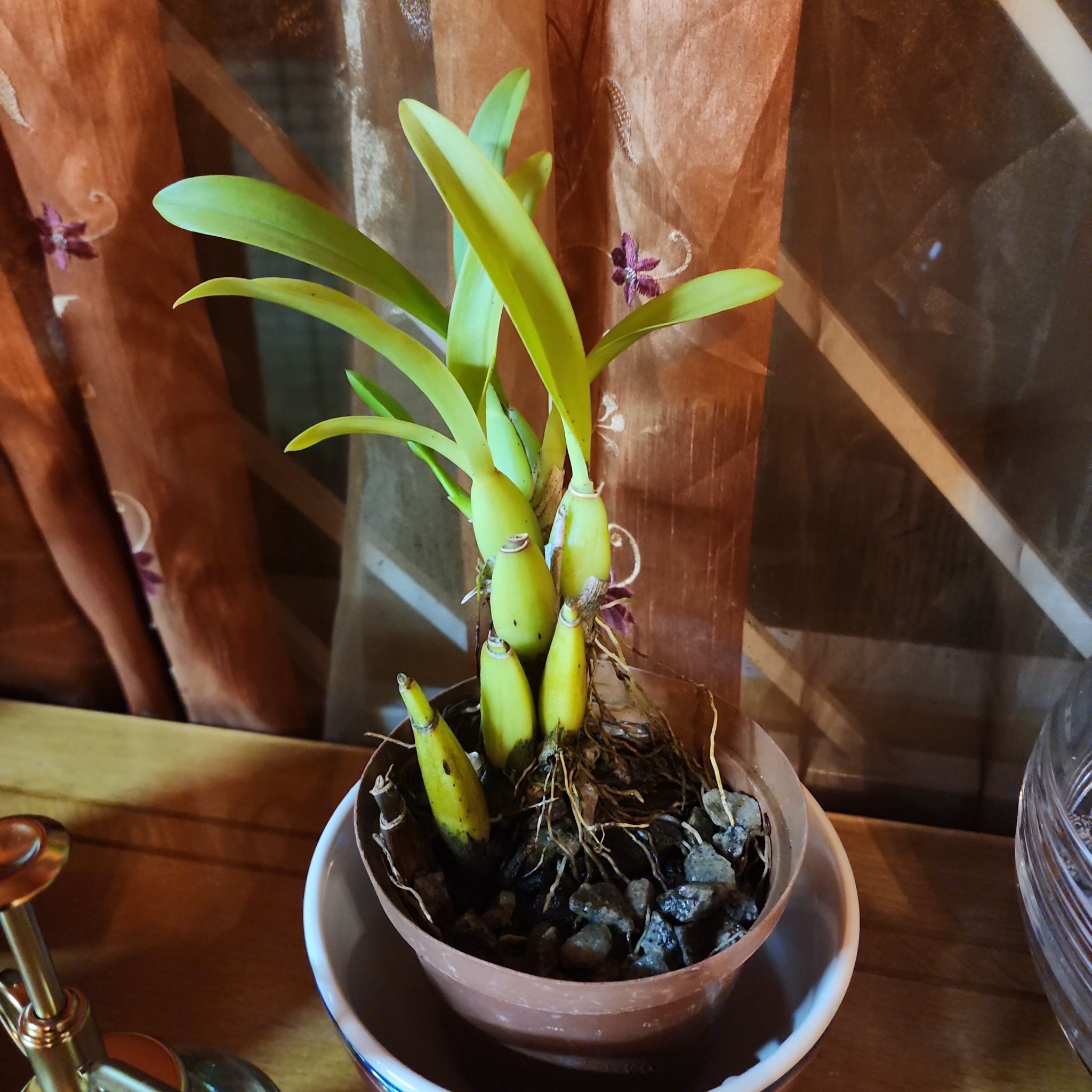 Photo of the plant species Dancing Lady Orchid by @FlyingCardoon3 named Dancing Lady Orchid on Greg, the plant care app