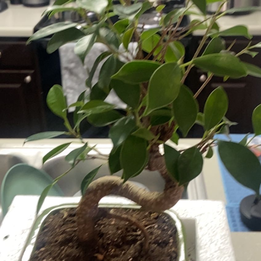 Photo of the plant species Golden Gate Ficus by @SageTozzia21 named Fernie Mercury on Greg, the plant care app