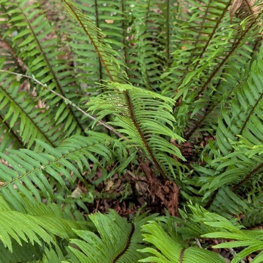 Photo of the plant species Western Swordfern by @ValuableIvy named Sherlock on Greg, the plant care app