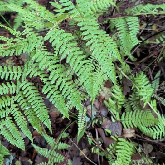 Photo of the plant species Common Ladyfern by @ValuableIvy named Shakira on Greg, the plant care app