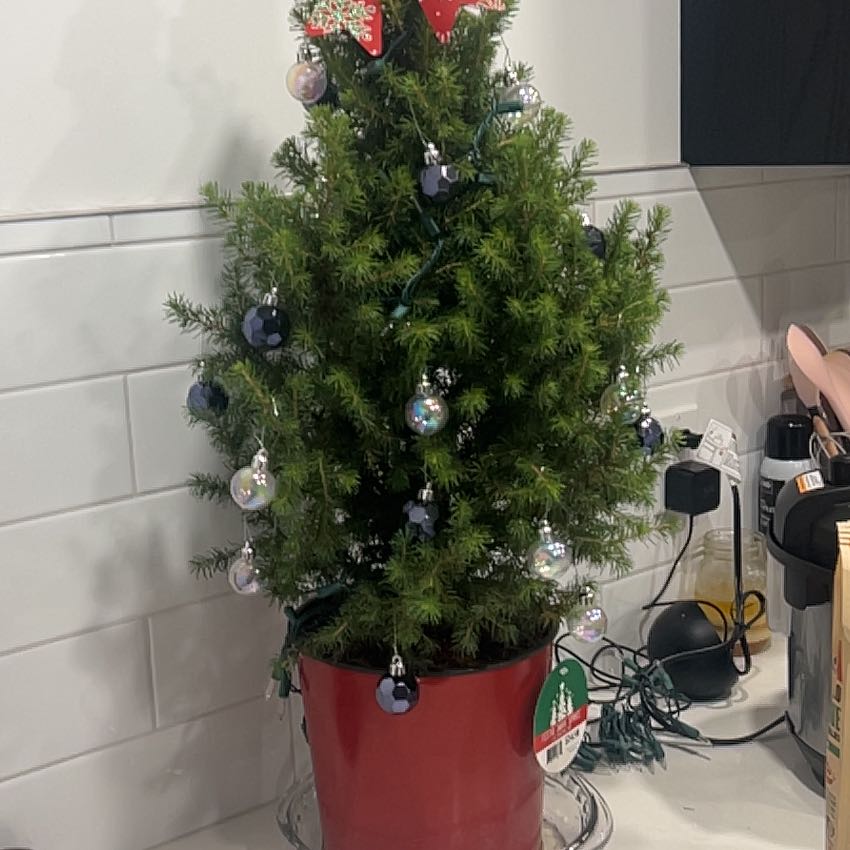 Photo of the plant species Dwarf Alberta Spruce by @WinDyebush62 named Alvin on Greg, the plant care app