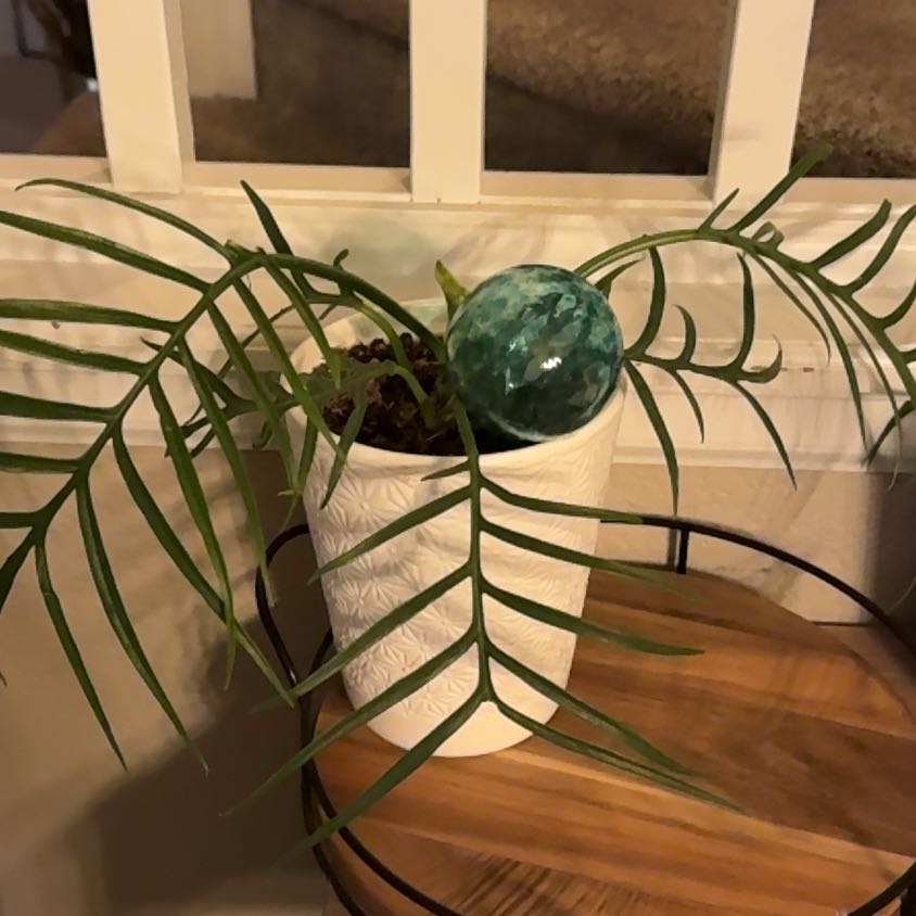 Photo of the plant species Chinese Brake by @GoodBloodroot12 named Ronaldo on Greg, the plant care app