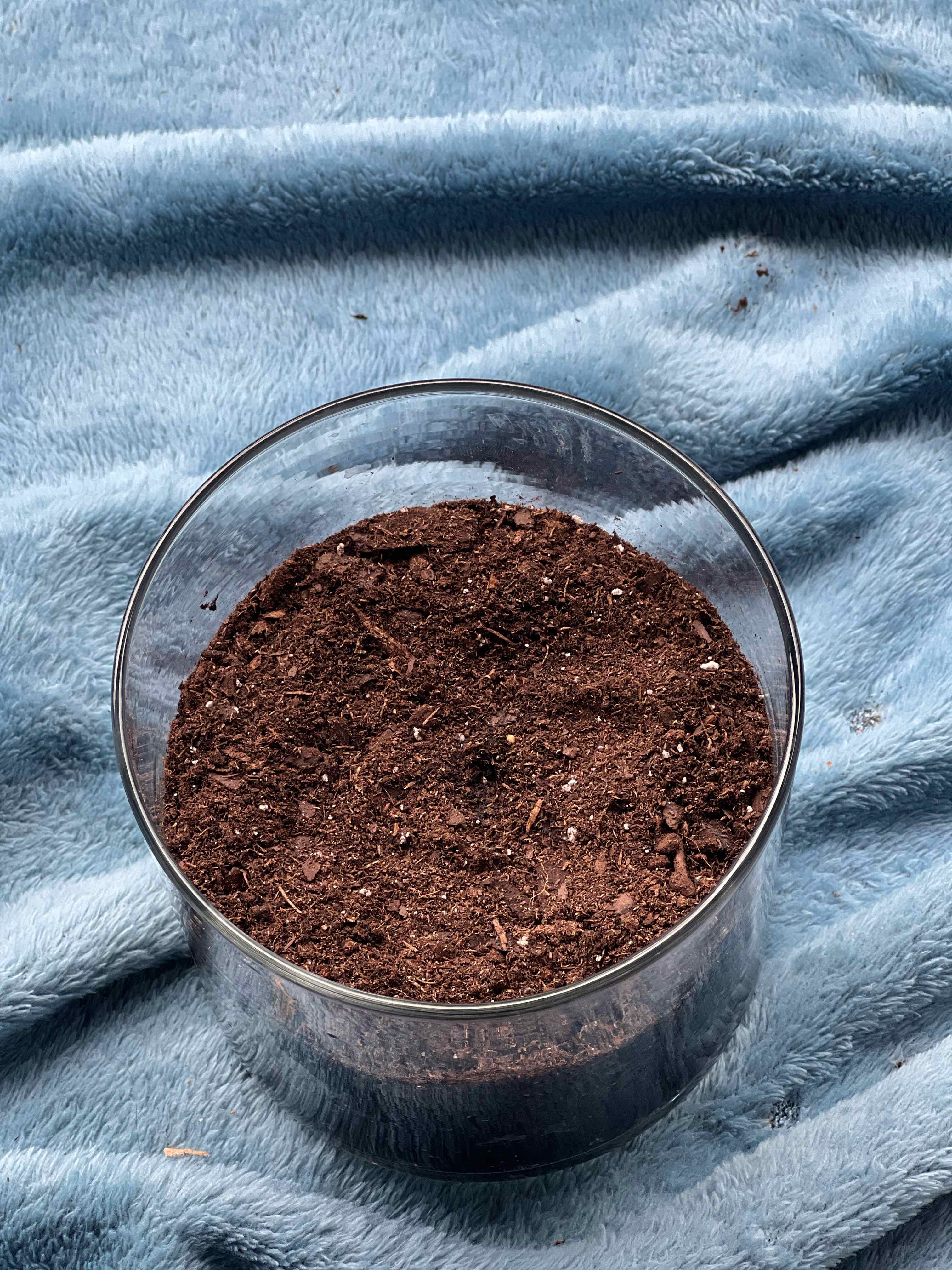 Plant care for California Boxthorn on Greg, the plant care app