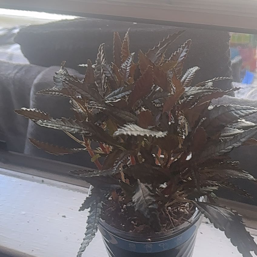 Photo of the plant species Dark Mystery Pilea by @JazzyAlmond3 named Melanin on Greg, the plant care app