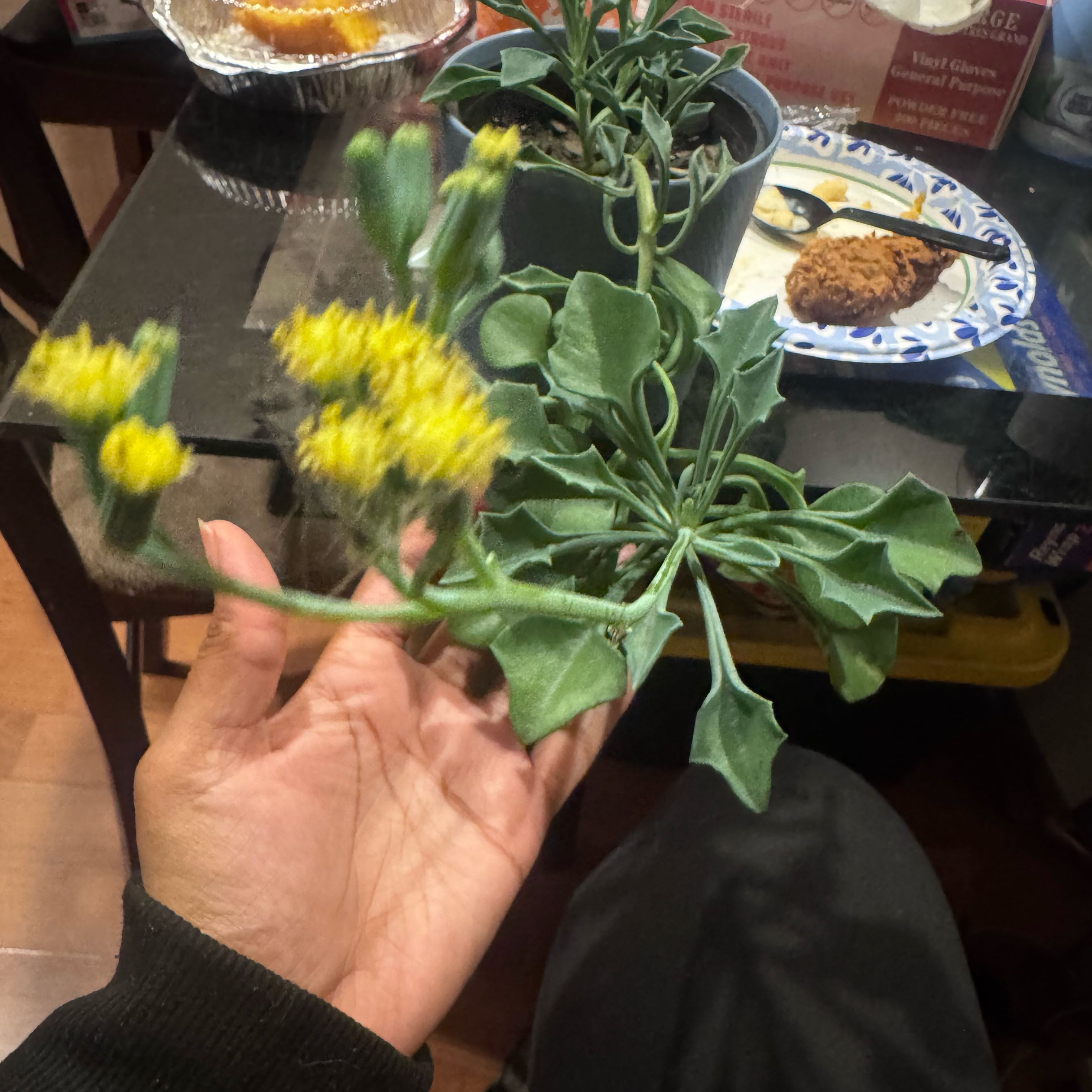 Photo of the plant species Senecio kleiniiformis by @dreamfyre named Fernie Saunders on Greg, the plant care app