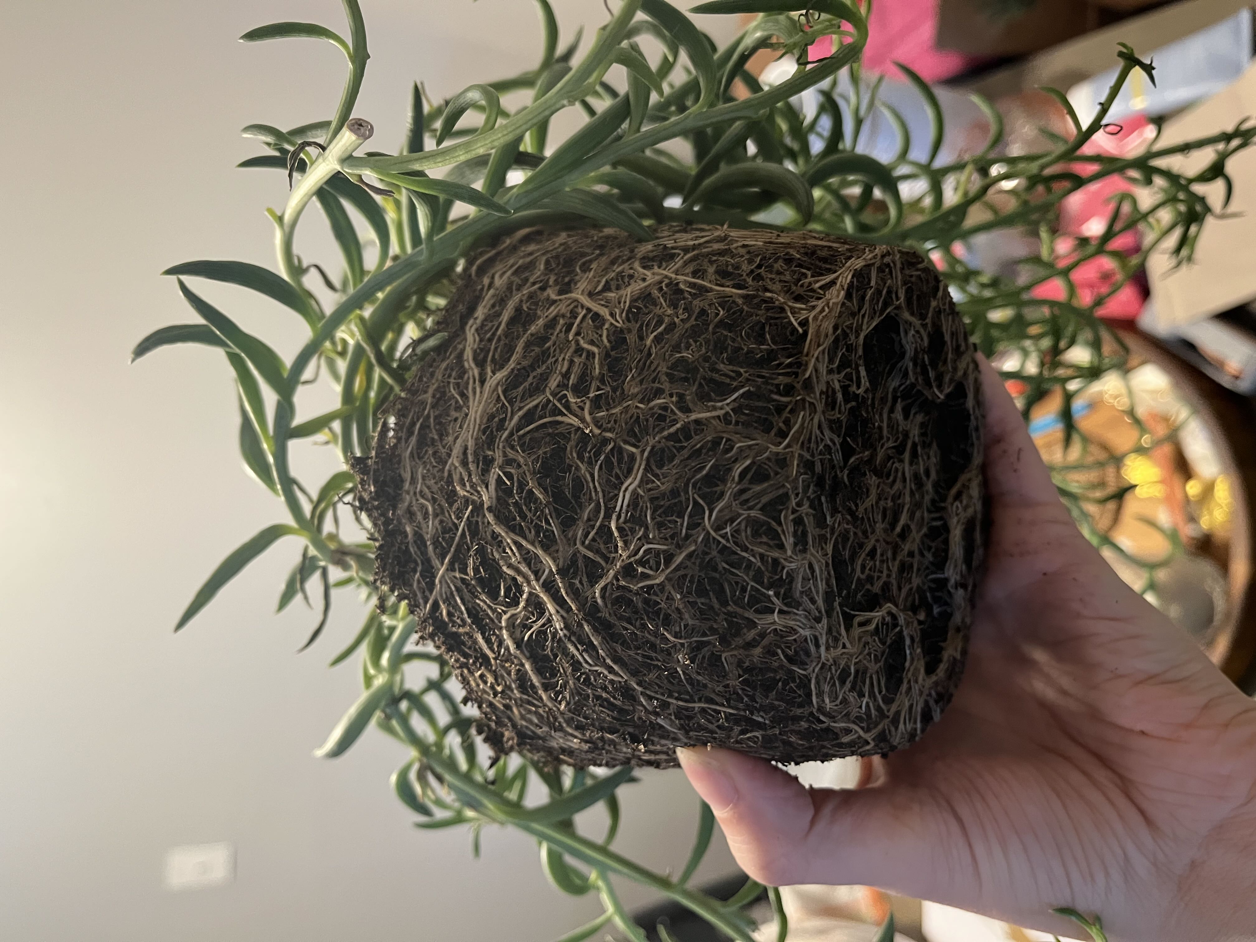 Photo from the post