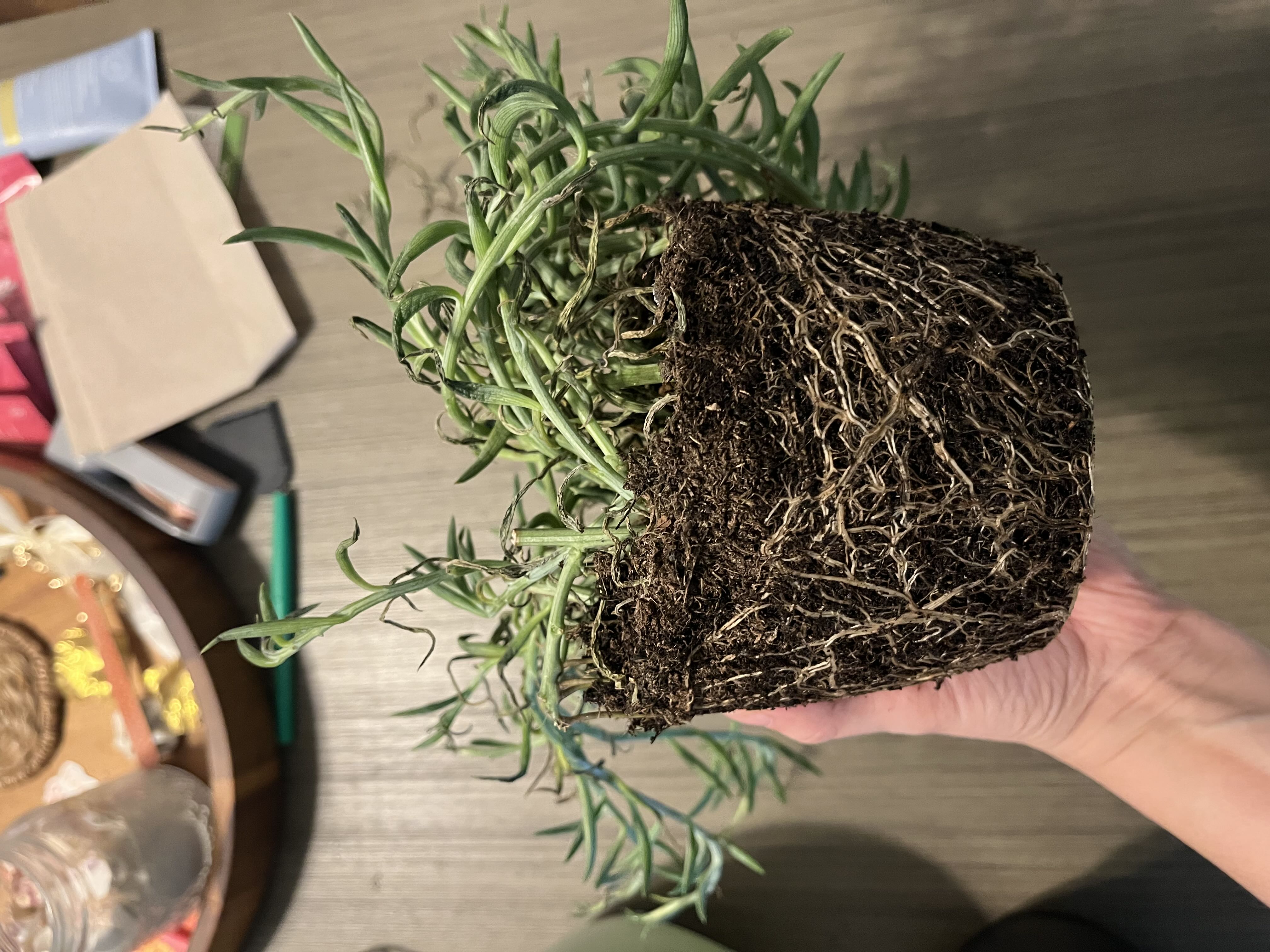 Photo from the post