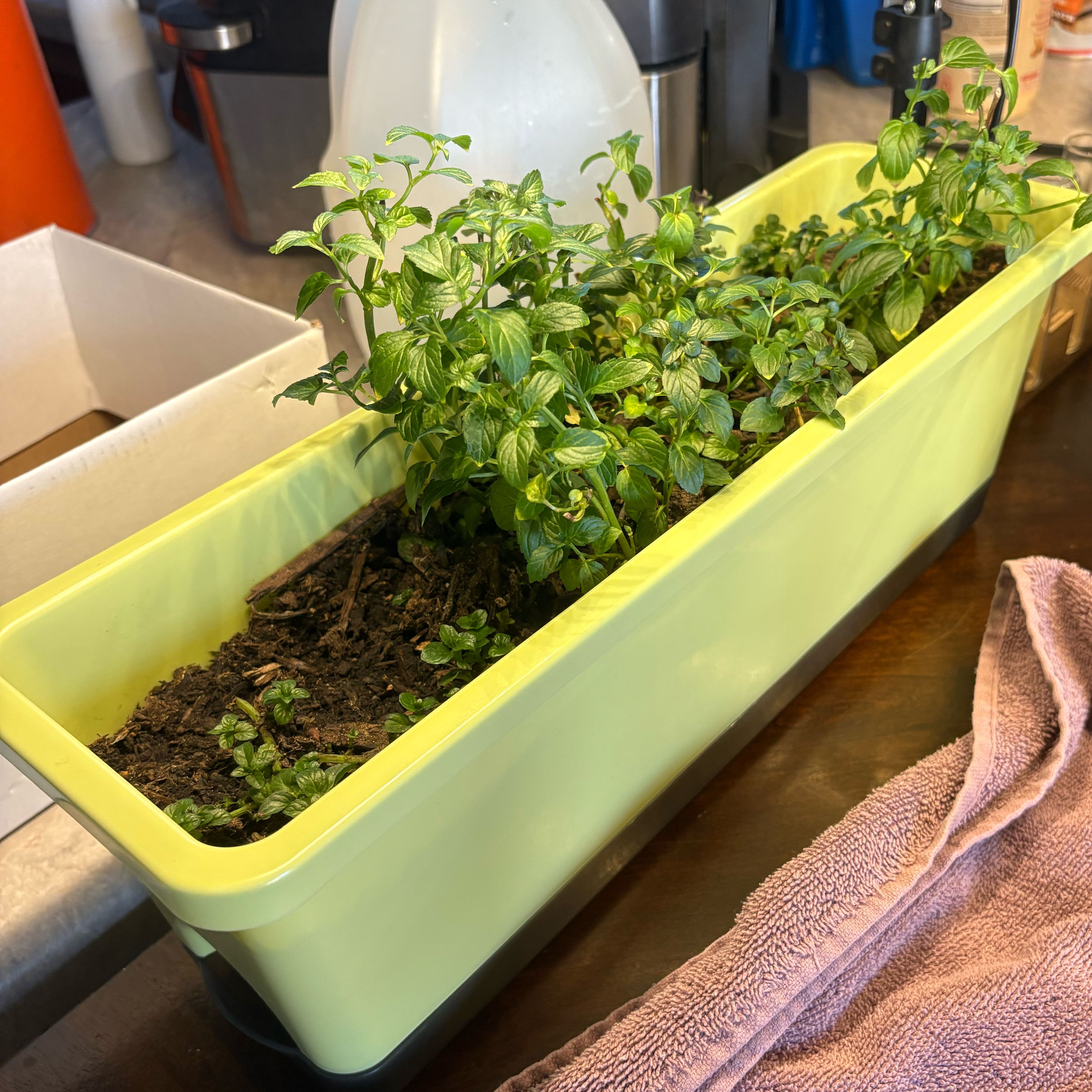 Photo of the plant species Peppermint by @WildWidowsPeak named Tree Diddy on Greg, the plant care app