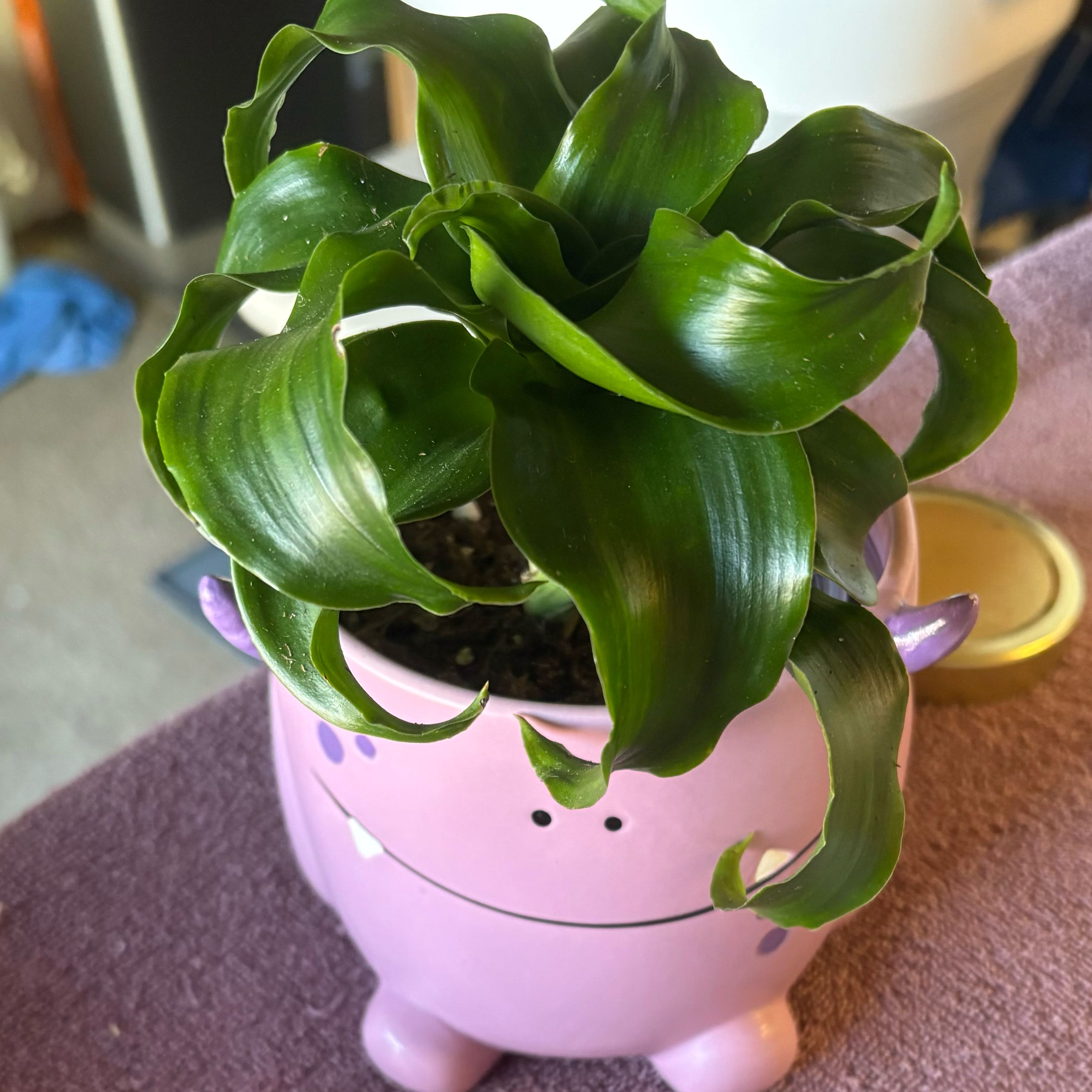 Photo of the plant species Twister by @WildWidowsPeak named Janice on Greg, the plant care app
