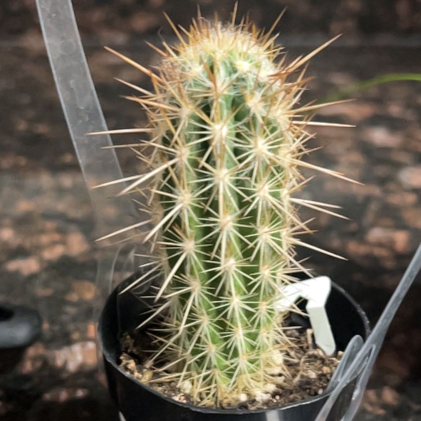 Photo of the plant species Pilosocereus gounellii by @AuthenticWeed62 named Demi on Greg, the plant care app