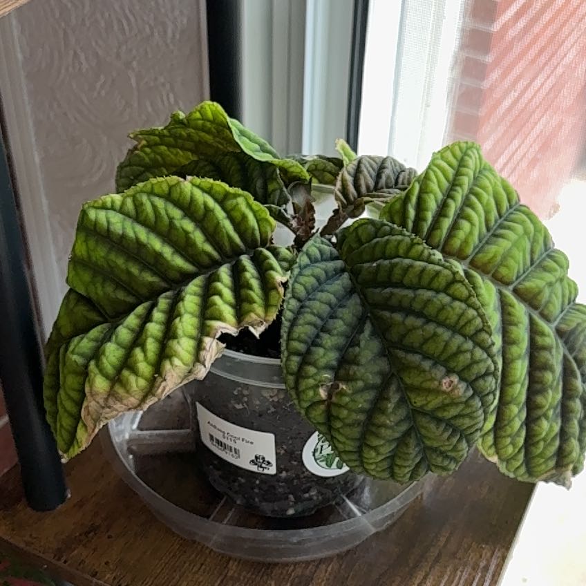 Photo of the plant species Ardisia 'Cool Fire' by @CalmZulugiant21 named da Vinci on Greg, the plant care app